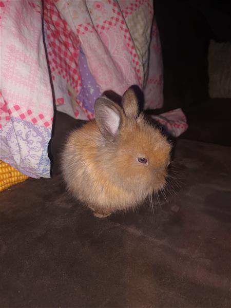 Grote foto lieve tamme konijntjes dieren en toebehoren konijnen