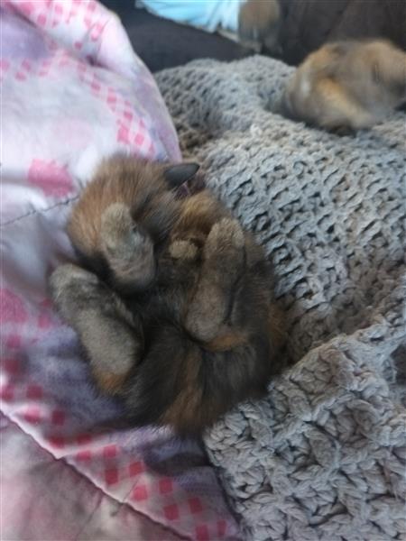 Grote foto lieve tamme konijntjes dieren en toebehoren konijnen