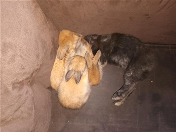 Grote foto lieve tamme konijntjes dieren en toebehoren konijnen