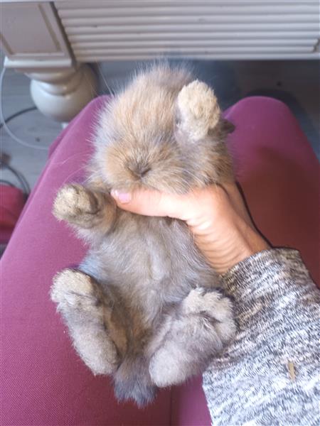 Grote foto lieve tamme konijntjes dieren en toebehoren konijnen