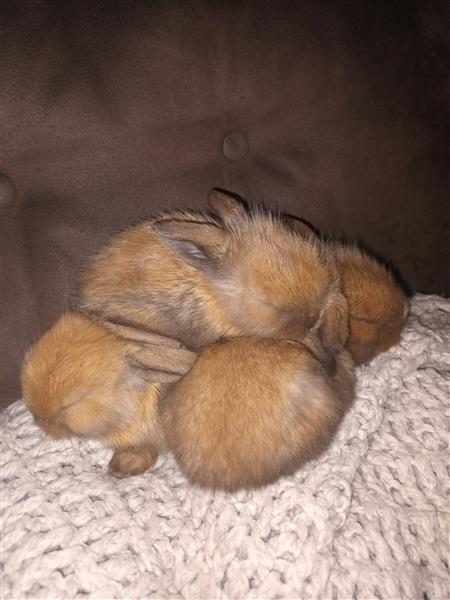 Grote foto lieve tamme konijntjes dieren en toebehoren konijnen