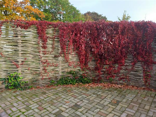 Grote foto wilgentenen schutting tuin en terras hekken en schuttingen