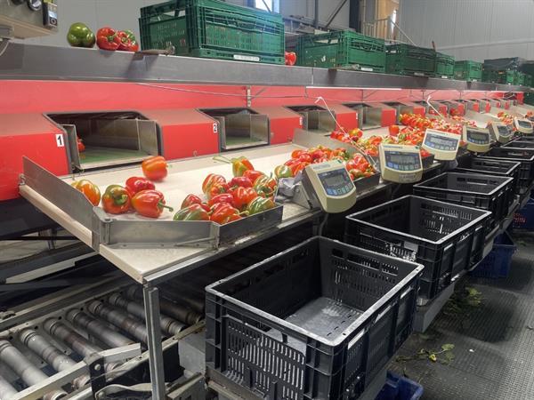 Grote foto aweta gmb4 12 1 paprikasorteermachine met opvoerband en weegschalen agrarisch tuinbouw