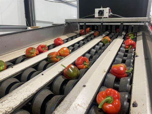 Grote foto aweta gmb4 12 1 paprikasorteermachine met opvoerband en weegschalen agrarisch tuinbouw