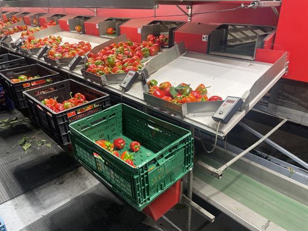 Grote foto aweta gmb4 12 1 paprikasorteermachine met opvoerband en weegschalen agrarisch tuinbouw