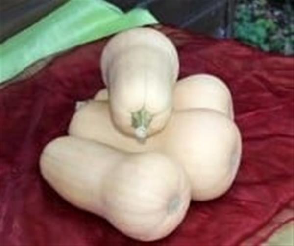 Grote foto butternut emily f1 vroege flespompoen 250 zaden verzamelen overige verzamelingen