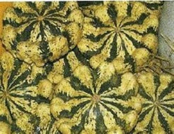 Grote foto panache jaune de vert pompoen 1000 zaden verzamelen overige verzamelingen