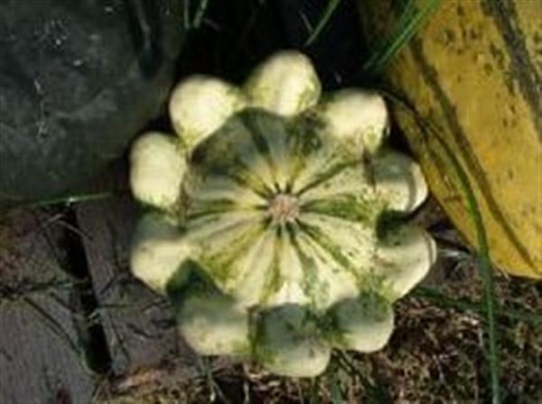 Grote foto panache jaune de vert pompoen 1000 zaden verzamelen overige verzamelingen