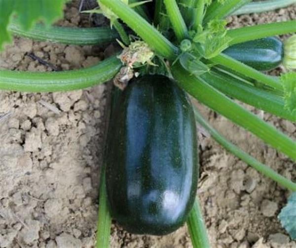 Grote foto green griller f1 courgette 250 zaden verzamelen overige verzamelingen