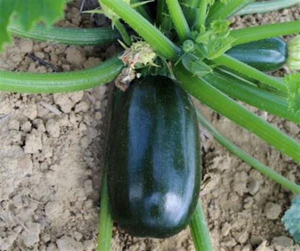 Grote foto green griller f1 courgette zaden verzamelen overige verzamelingen