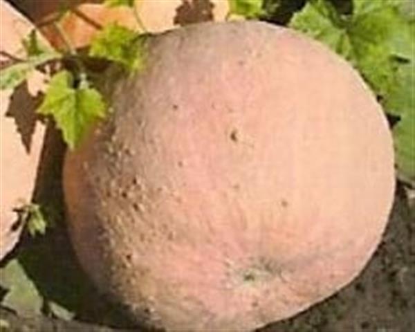 Grote foto bambino verzamelen overige verzamelingen