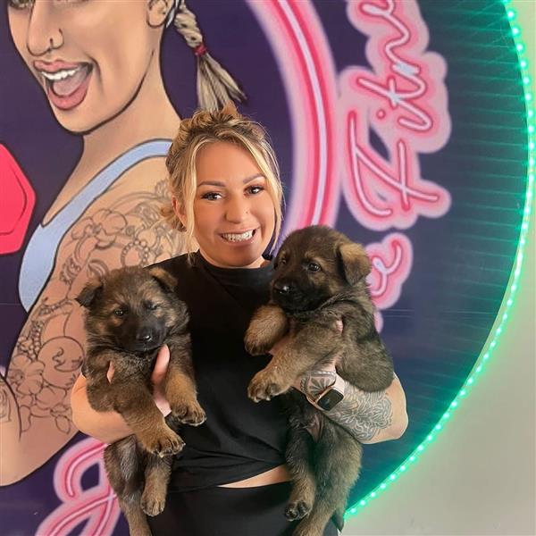 Grote foto prachtige duitse herder pups. dieren en toebehoren overige honden