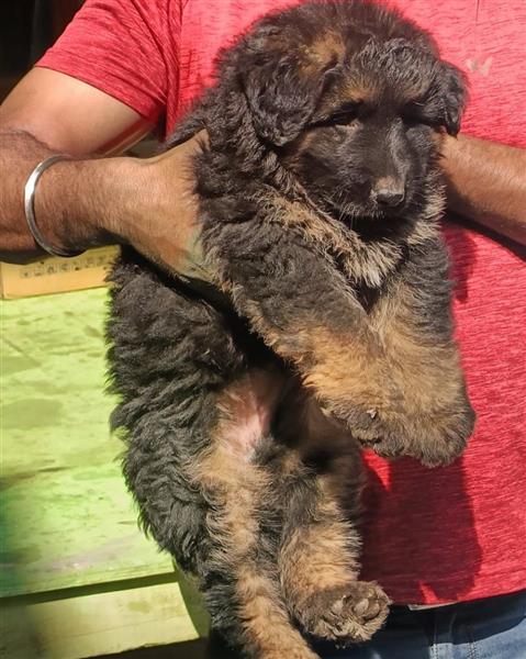 Grote foto prachtige duitse herder pups. dieren en toebehoren overige honden