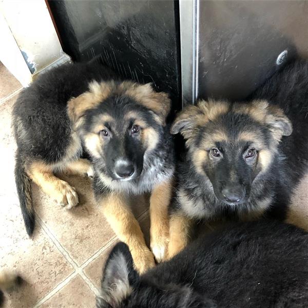 Grote foto prachtige duitse herder pups. dieren en toebehoren overige honden