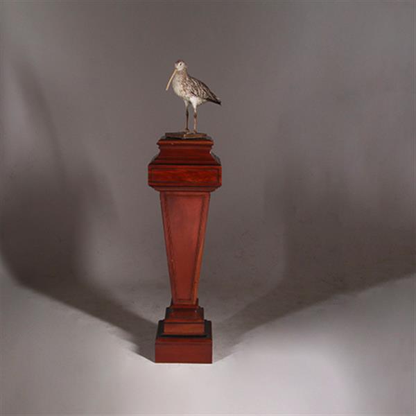 Grote foto zeer hoge zuil of pedestal in notenhout met zwart en goud. no.332425 antiek en kunst overige in antiek gebruiksvoorwerpen