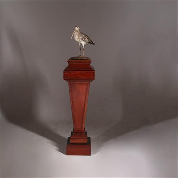 Grote foto zeer hoge zuil of pedestal in notenhout met zwart en goud. no.332425 antiek en kunst overige in antiek gebruiksvoorwerpen