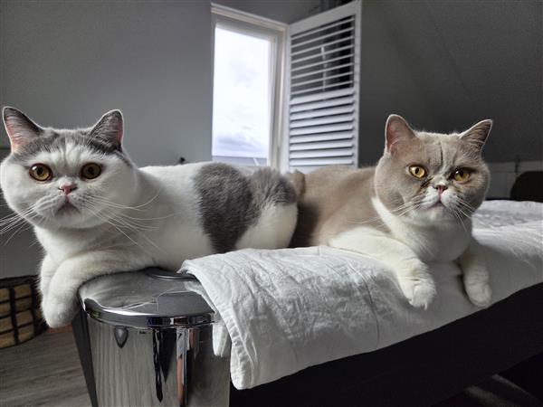 Grote foto britse korthaar 2 broers dieren en toebehoren raskatten korthaar