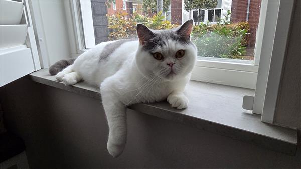 Grote foto britse korthaar 2 broers dieren en toebehoren raskatten korthaar