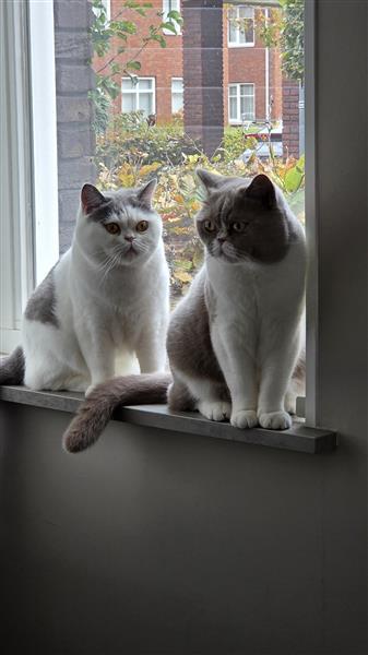 Grote foto britse korthaar 2 broers dieren en toebehoren raskatten korthaar
