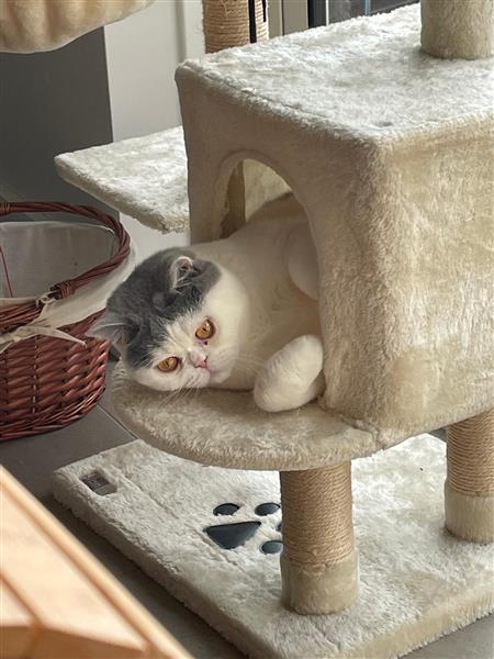 Grote foto britse korthaar 2 broers dieren en toebehoren raskatten korthaar