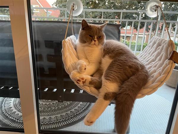 Grote foto britse korthaar 2 broers dieren en toebehoren raskatten korthaar