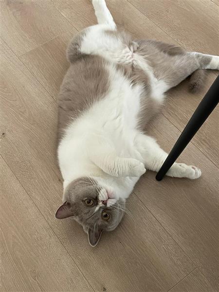 Grote foto britse korthaar 2 broers dieren en toebehoren raskatten korthaar