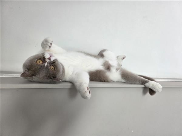 Grote foto britse korthaar 2 broers dieren en toebehoren raskatten korthaar