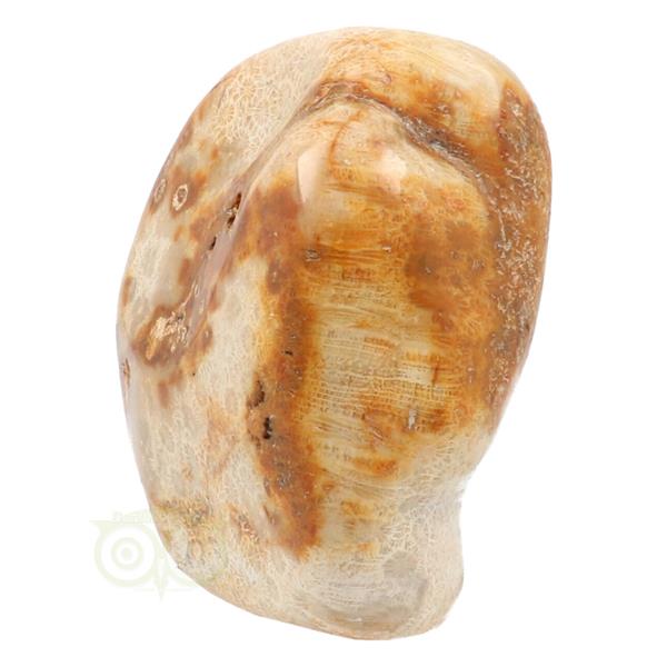 Grote foto fossiel koraal sculptuur nr 1 683 gram verzamelen overige verzamelingen
