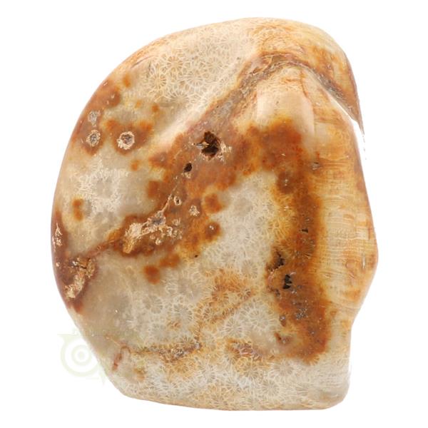 Grote foto fossiel koraal sculptuur nr 1 683 gram verzamelen overige verzamelingen