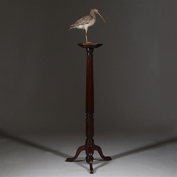 Grote foto zeer hoge elegante piedestal met verdiept blad in donker notenhout no.332430 antiek en kunst stoelen en banken