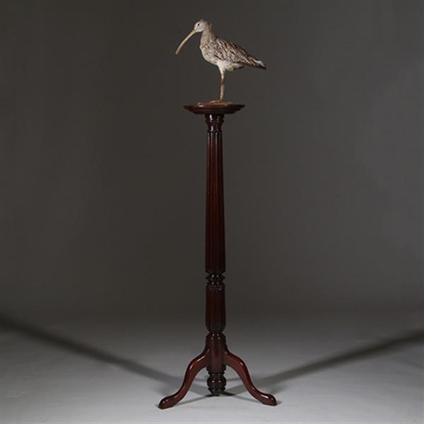 Grote foto zeer hoge elegante piedestal met verdiept blad in donker notenhout no.332430 antiek en kunst stoelen en banken