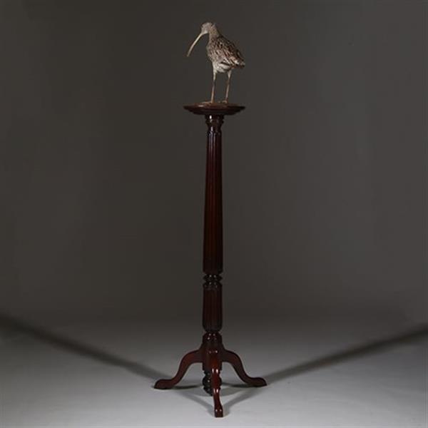 Grote foto zeer hoge elegante piedestal met verdiept blad in donker notenhout no.332430 antiek en kunst stoelen en banken