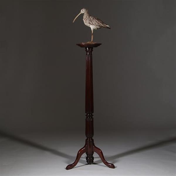 Grote foto zeer hoge elegante piedestal met verdiept blad in donker notenhout no.332430 antiek en kunst stoelen en banken