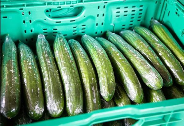 Grote foto pallet met 30 rollen krimpfolie voor komkommers agrarisch tuinbouw