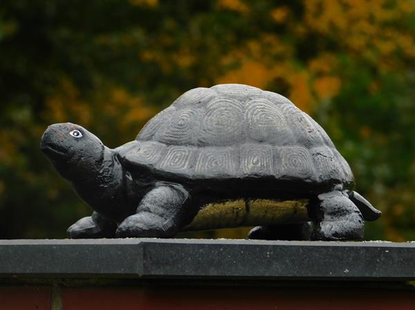 Grote foto beeld schildpad gietijzer decoratief beeld tuin en terras tuindecoratie