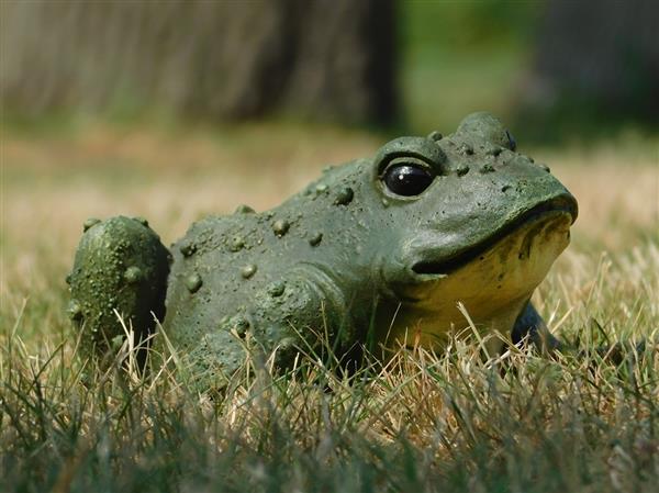 Grote foto een leuke en decoratieve kikker gemaakt van polystein tuin en terras tuindecoratie