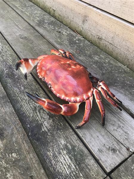 Grote foto een gietijzeren krab als een doos sieradendoos heel leuk tuin en terras tuindecoratie