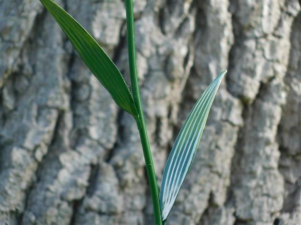 Grote foto handgemaakte lelie tuinsteker 82 cm metaal tuin en terras tuindecoratie
