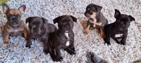 Grote foto franse buldog pups dieren en toebehoren bulldogs pinschers en molossers