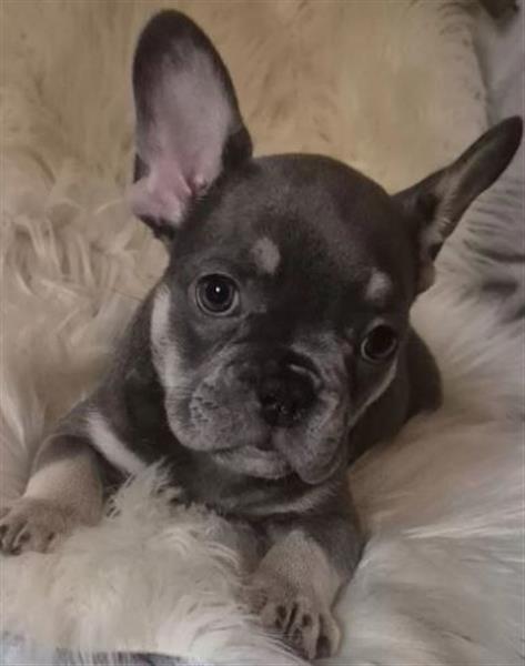 Grote foto franse buldog pups dieren en toebehoren bulldogs pinschers en molossers