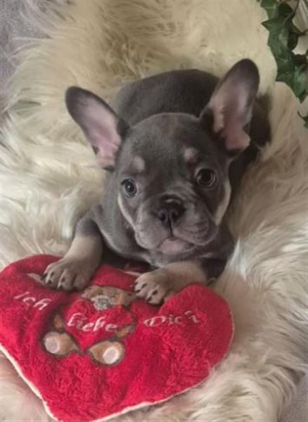 Grote foto franse buldog pups dieren en toebehoren bulldogs pinschers en molossers