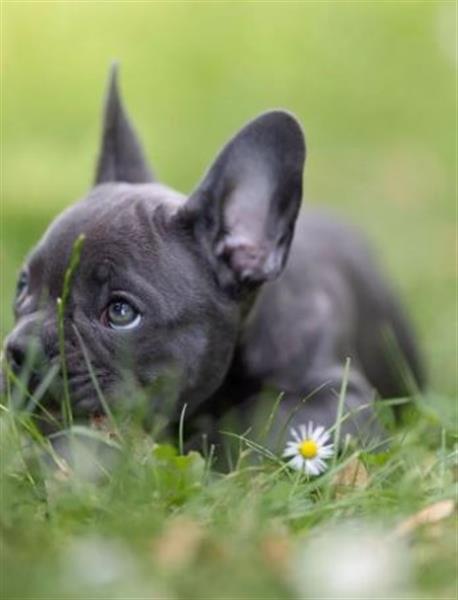 Grote foto franse buldog pups dieren en toebehoren bulldogs pinschers en molossers