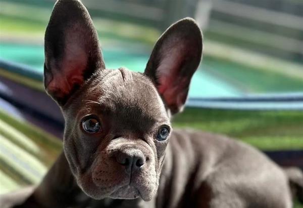 Grote foto franse buldog pups dieren en toebehoren bulldogs pinschers en molossers