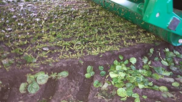 Grote foto ortomec bladgroente oogstmachine agrarisch oogstmachines