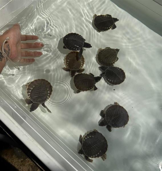 Grote foto carettochelys insculpta te koop dieren en toebehoren reptielen en amfibie n