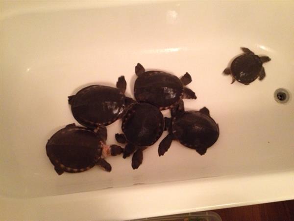 Grote foto carettochelys insculpta te koop dieren en toebehoren reptielen en amfibie n