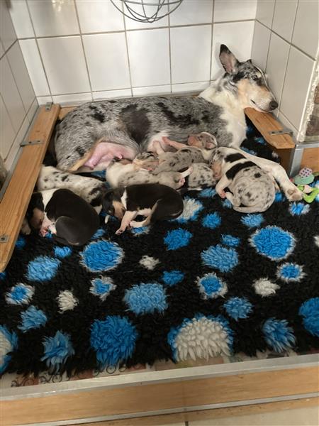 Grote foto te koop schotse herdershond korthaar pups dieren en toebehoren herdershonden en veedrijvers