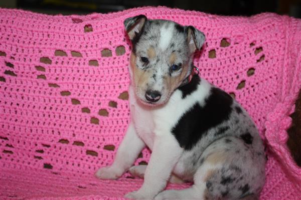 Grote foto te koop schotse herdershond korthaar pups dieren en toebehoren herdershonden en veedrijvers