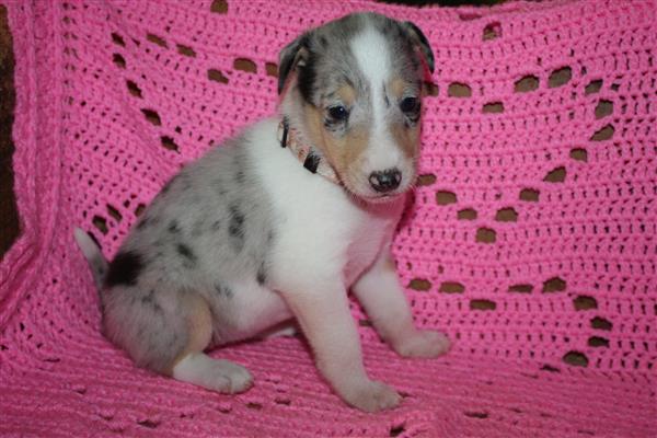 Grote foto te koop schotse herdershond korthaar pups dieren en toebehoren herdershonden en veedrijvers