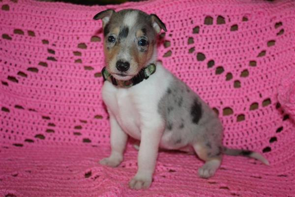 Grote foto te koop schotse herdershond korthaar pups dieren en toebehoren herdershonden en veedrijvers